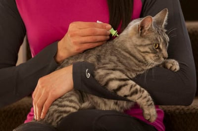 VECTRA® Felis pipet tegen vlooien bij katten