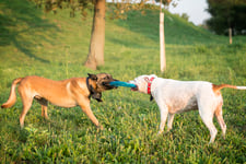 Запросы active dog. Две собаки играют. Собачья верность. Социализация собаки. Кубинские собачники.